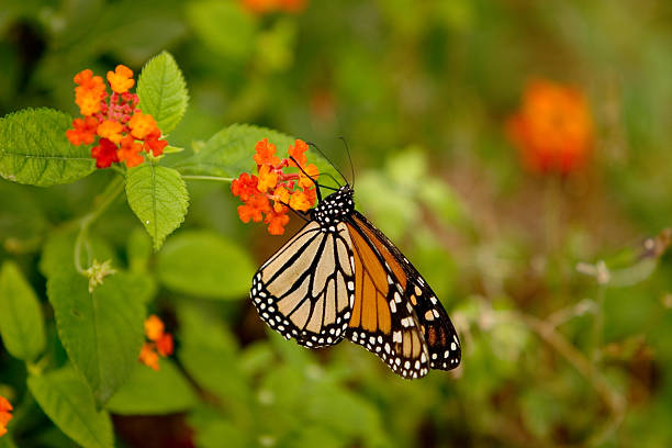 istock Monarch on Orange Red Lantana 105072694