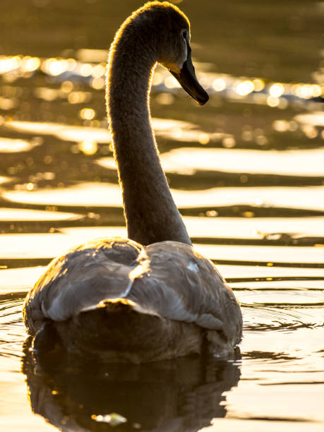 istock Gray Swan Swimming On River 1050727002