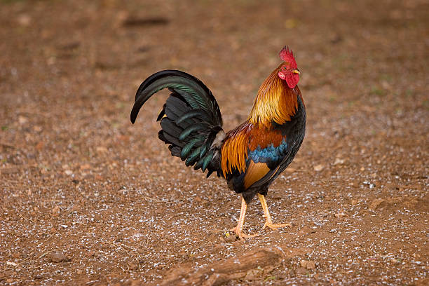Rooster  male red junglefowl gallus gallus stock pictures, royalty-free photos & images