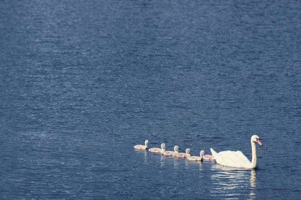 istock Mute swan with cygnets 1050730104