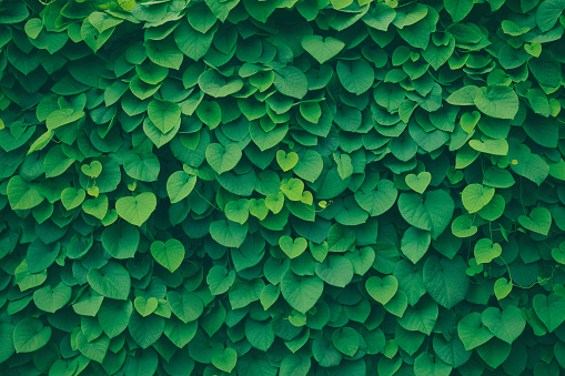 Frondoso fondo verde photo