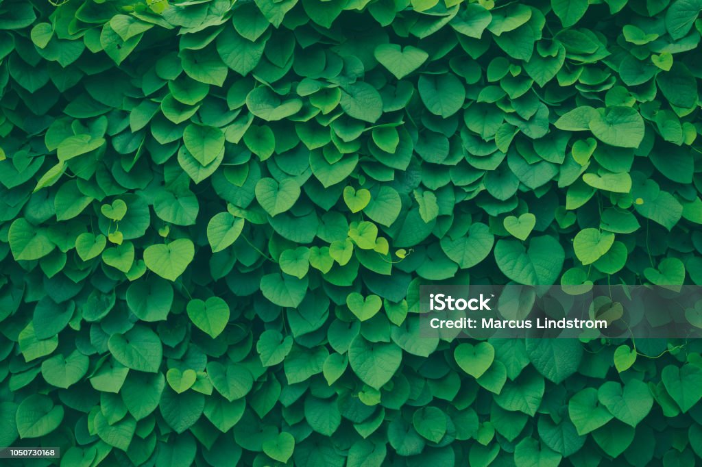 Leafy green background A leafy green background with heart shaped leaves (pipevine). Leaf Stock Photo