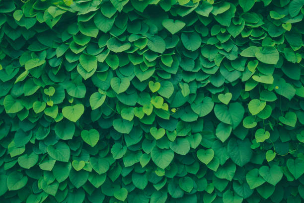 Leafy green background A leafy green background with heart shaped leaves (pipevine). lush foliage stock pictures, royalty-free photos & images