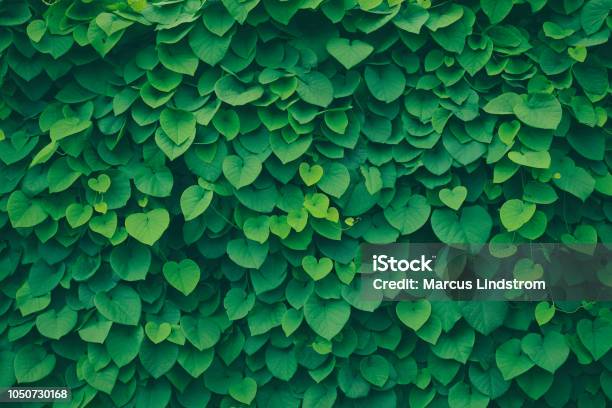 Leafy Green Background Stock Photo - Download Image Now - Leaf, Backgrounds, Green Color