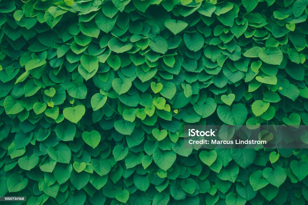 Folhas verdes de fundo - Foto de stock de Folha royalty-free