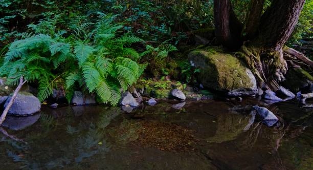 Sacred Sweet Creek