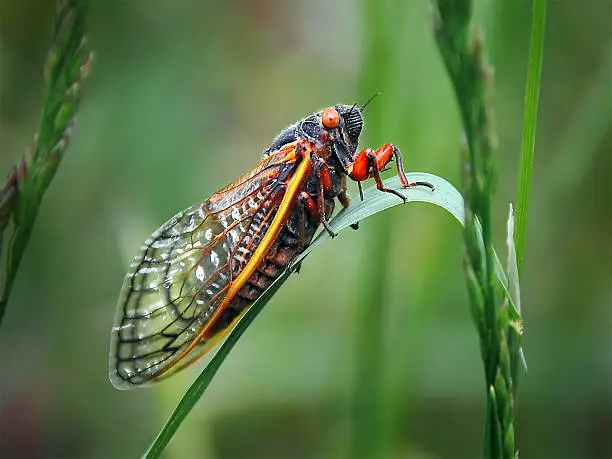 A 17 year old cicada bug sitting on a blade of grass that was taken in western NC.  These red eye bugs don't come around too often since they spend 17 years underground as larvae.