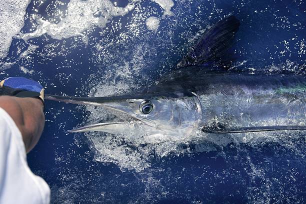 istock Atlantic white marlin big game sport fishing 105073526