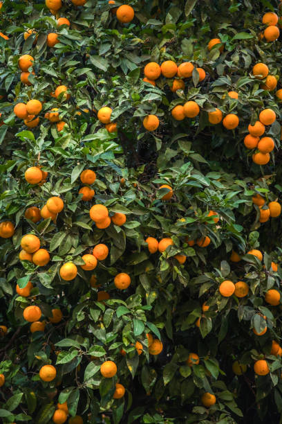istock Orange trees with fruits on plantation 1050735902