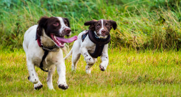 istock Two English Springer Spaniels playing 1050736006