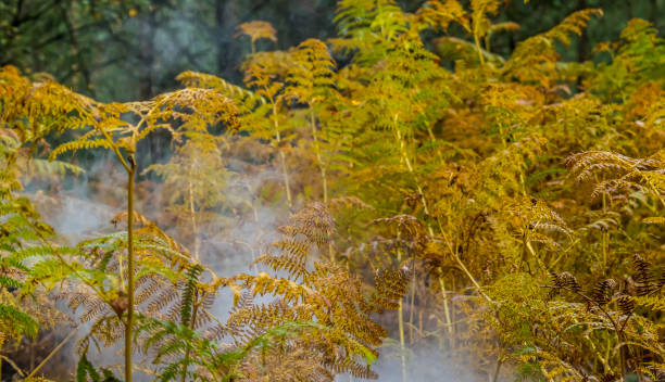 istock Smoke visible though Autumn and fall woodland forest colours 1050736008