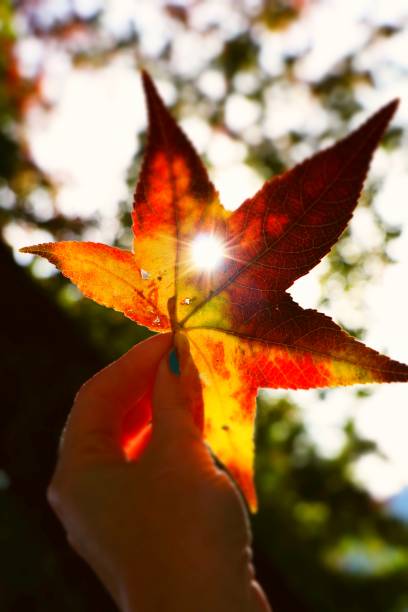 istock Aweet gum tree leaf holding with female hand. 1050736152