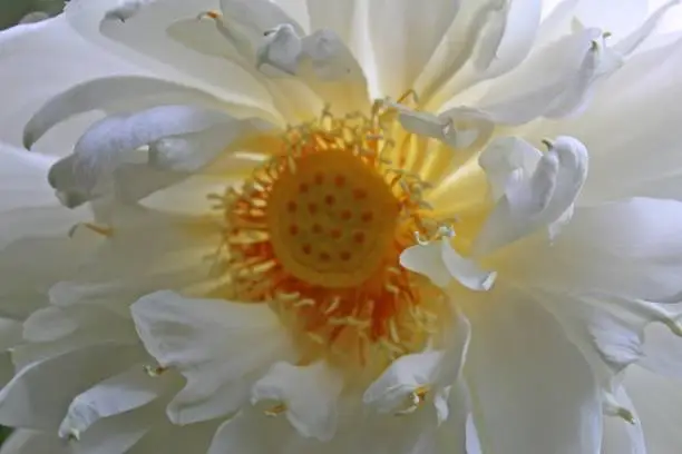 Closeup of Beautiful white lotus or water lilly ,single flower,india,lotus flower,white flower,flower,water lily .photo taken in India Odisha Bhadrak.