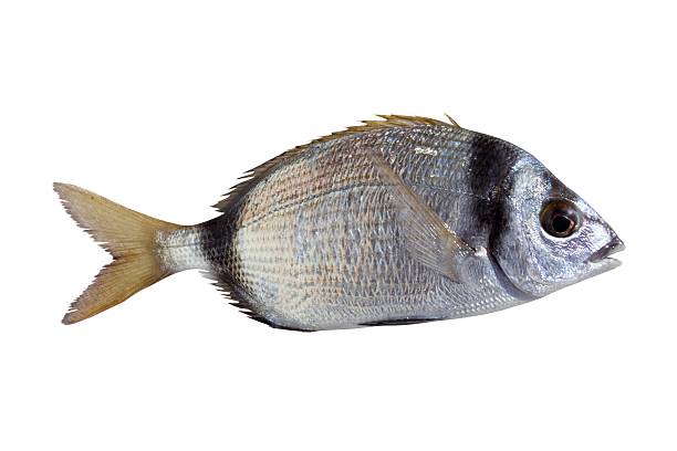 istock diplodus vulgaris fish two band bream 105073656