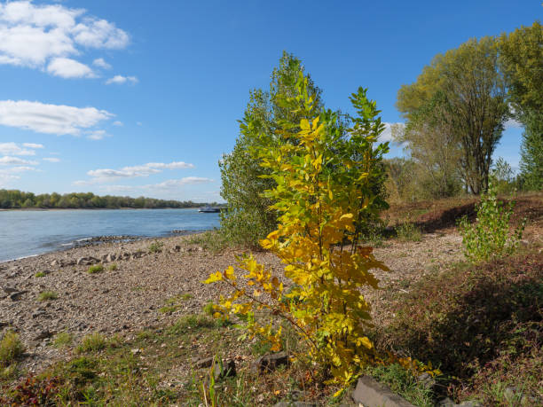 the river rhine near wesel