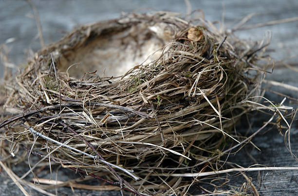 empty birdnest stock photo