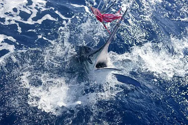 Photo of Atlantic white marlin cresting out of the sea toward a lure