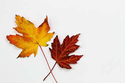 Two colorful autumn leaves on white surface with copy space