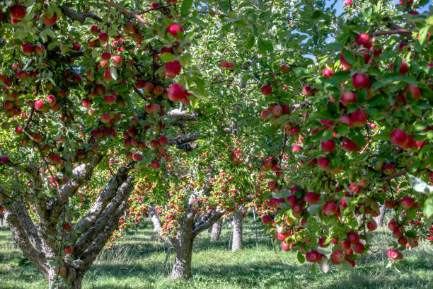 istock Amasya apples and apples 1050739638