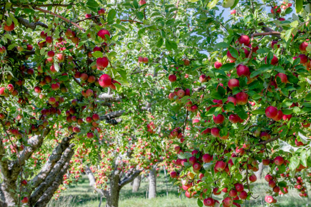 istock Amasya apples and apples 1050739664