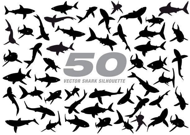 ilustraciones, imágenes clip art, dibujos animados e iconos de stock de silueta de vector 50 tiburón - animal jaw bone