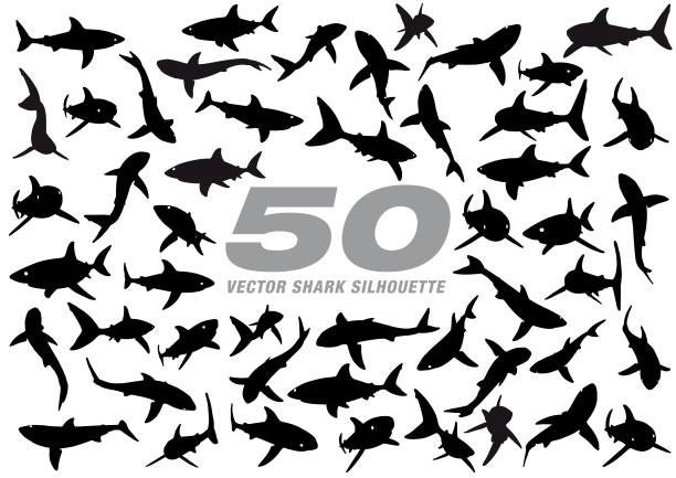 illustrazioni stock, clip art, cartoni animati e icone di tendenza di 50 squalo vettoriale silhouette - animal large cartoon fish