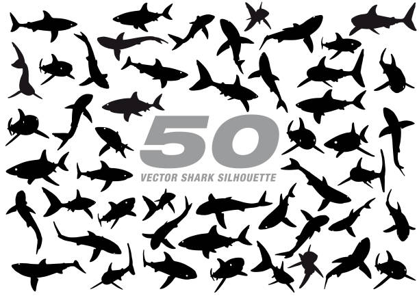 50 Vector Shark Silhouette Eps10 vector illustration with layers (removeable) and high resolution jpeg file included (300dpi). sharks in water stock illustrations