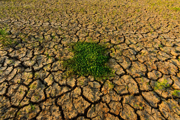 Many cracks in the soil, contaminated, poisoned land.