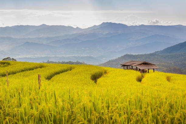 istock rice terraces in Chiang Mai, Thailand. 1050742556