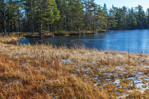 針葉樹林で凍った湖 - boreal forest lake riverbank waters edge ストックフォトと画像