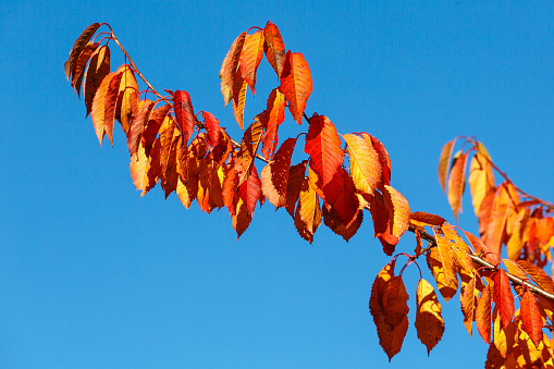 Red autumn leaves on a branch against a blue sky