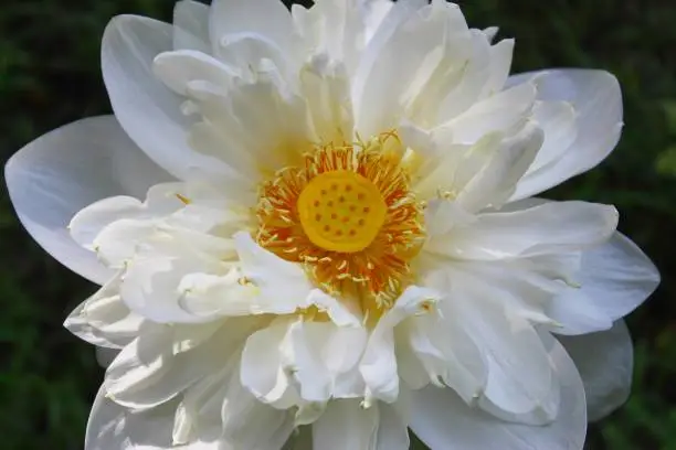 Closeup of Beautiful white lotus or water lilly ,single flower,india,lotus flower,white flower,flower,water lily .photo taken in India Odisha Bhadrak.
