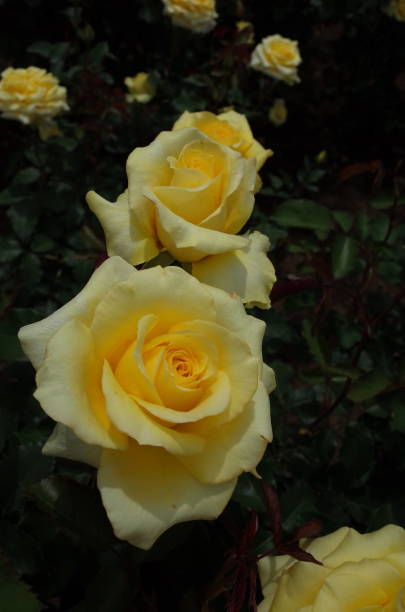 istock Rose - Light Yellow 'Golden Medaillon' 1050745846