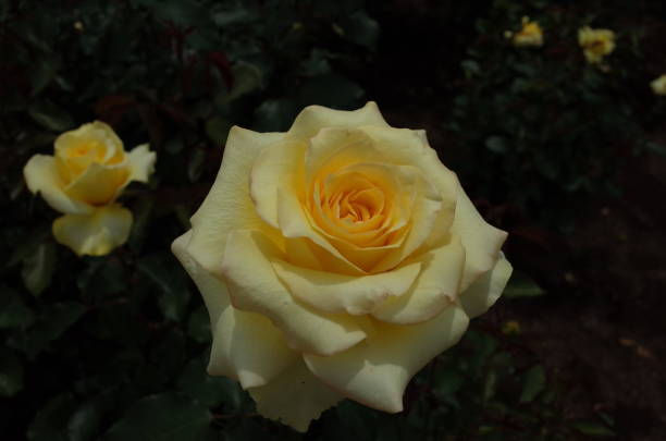 Rose - Light Yellow 'Golden Medaillon' stock photo