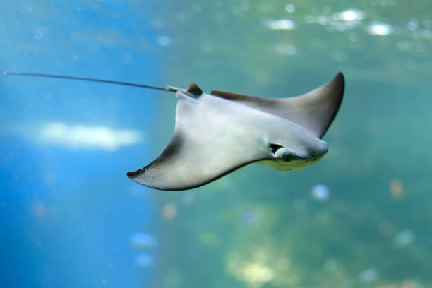 Flapnose ray (Rhinoptera javanica) under water