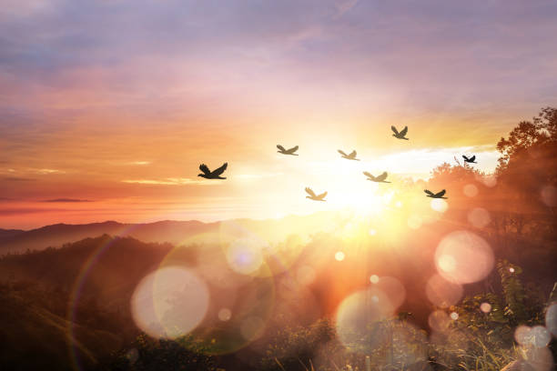 stormo di uccelli silhouette all'alba - sun flare foto e immagini stock