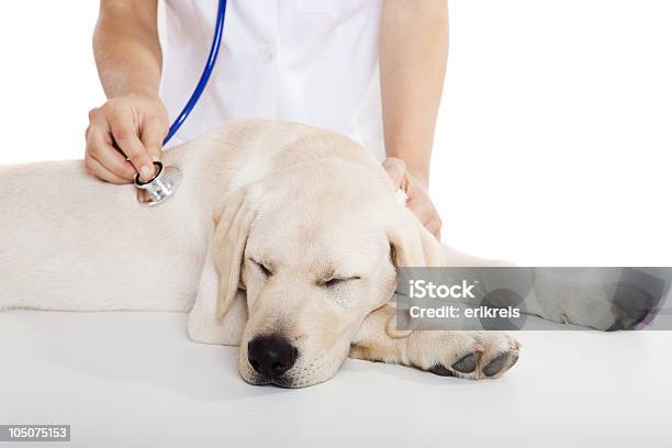 Veterinay Taking Care Of A Dog Stock Photo - Download Image Now - Animal Hospital, Dog, Hospital