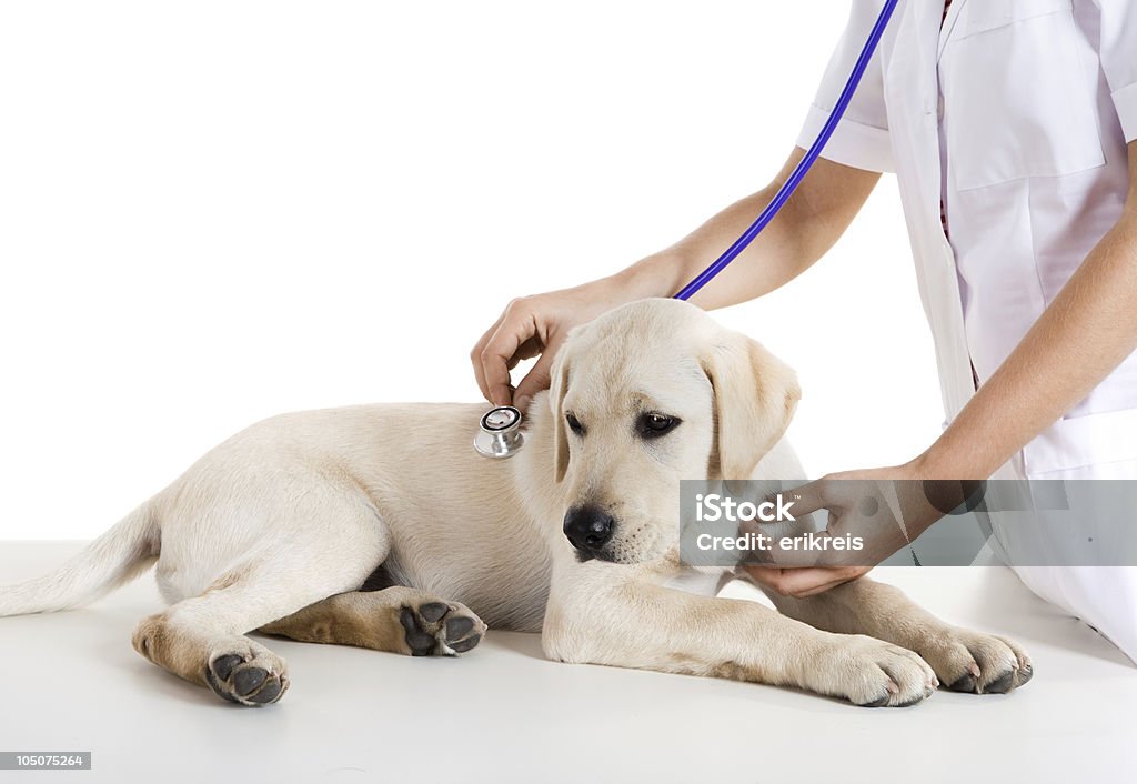 Veterinay prendre soin de votre chien - Photo de Adulte libre de droits