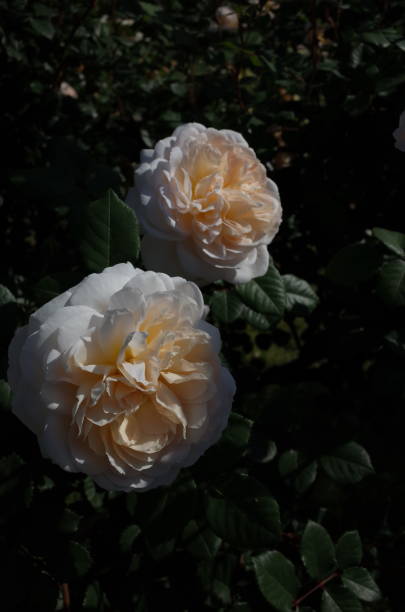 Rose - Faint Pink 'Crocus Rose' stock photo
