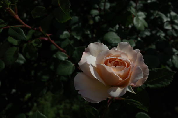 Rose - Faint Pink 'Crocus Rose' stock photo