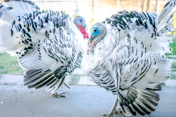 Two male Royal Palm turkeys strutting