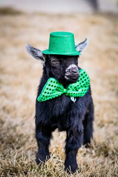 Black baby Pygmy goat dressed up for St. Patrick's Day