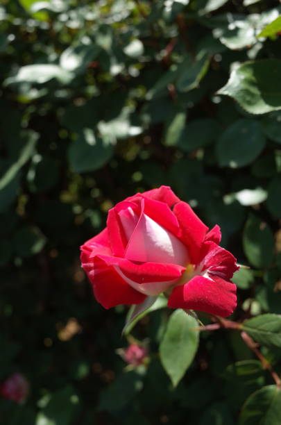 istock Rose - Red and White 'Love' 1050755794
