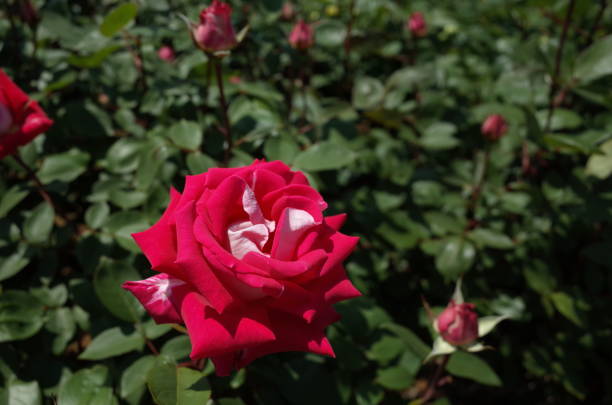 istock Rose - Red and White 'Love' 1050755798