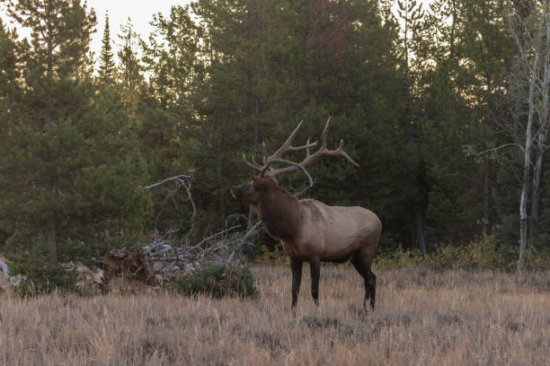 istock Bull Elk in the Fall rut 1050756580