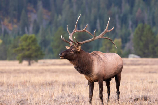 istock Bull Elk in the Fall rut 1050756832