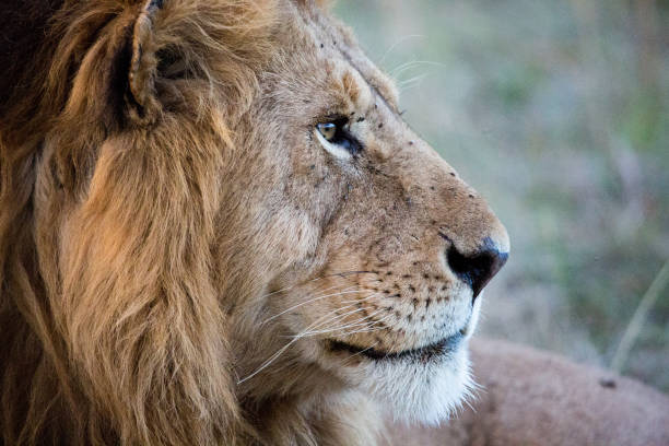 istock Male Lion in Contemplation 1050757774