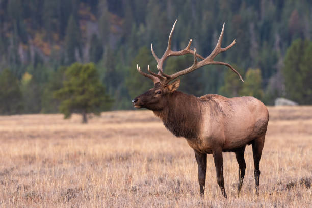 istock Bull Elk in the Fall rut 1050758960