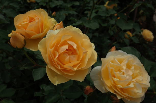 Rose - Yellow 'Graham Thomas' stock photo