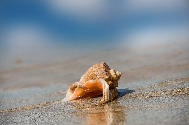 istock Beautiful seashell Rapana sea waves cast ashore 1050763844